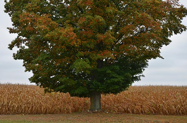 Autumn, Indiana - David J. Thompson